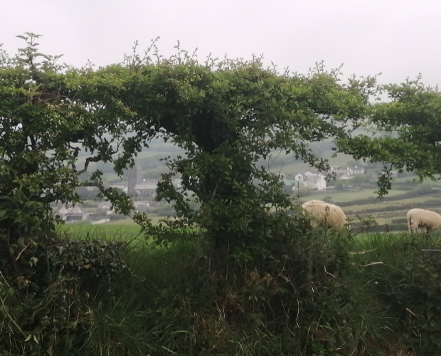 Consultation launched on ways to best protect our hedgerows